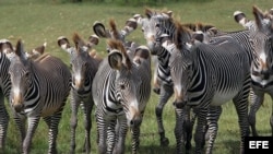 Una manada de cebras camina por la Pradera Africana del Zoológico Nacional de Cuba, en La Habana