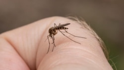 Noticias de Cuba en 5 minutos | 08/28/2025 Crisis epidemiológica en Cuba.
A closeup shot of a mosquito on a human's skin Envato (©)
