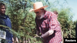 Fidel Castro en labores agrícolas con la moringa, tan fresco e impune en su ancianidad como Vito Corleone.