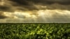 Cultivo de frijoles en Campo Florido, Cuba. (Captura de imagen/GestioPolis)