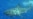 Tiburones de Cuba en Discovery Channel